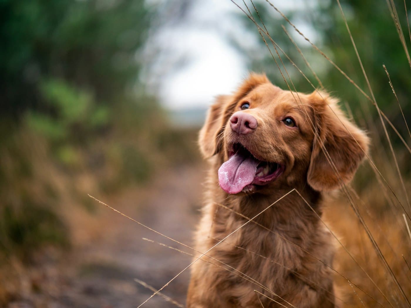 Dog walking in Seaham, County Durham - Walkies With Ros pet care