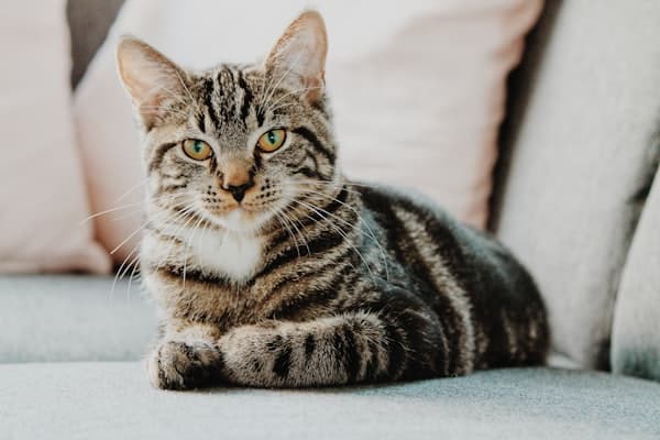 Cat Visits in Seaham, County Durham - Walkies With Ros