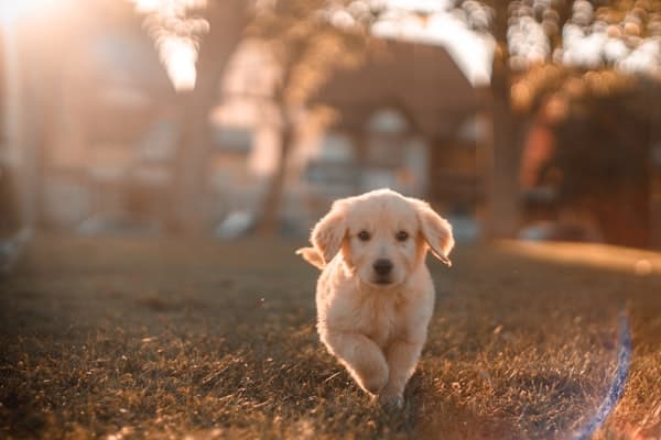 Dog Walking & Drop-ins in Seaham, County Durham - Walkies With Ros